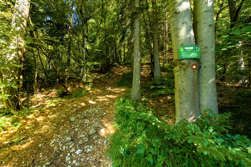 The path.