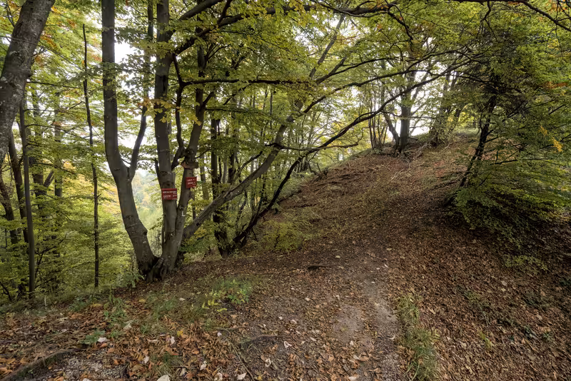 The path.