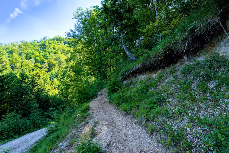 The path.