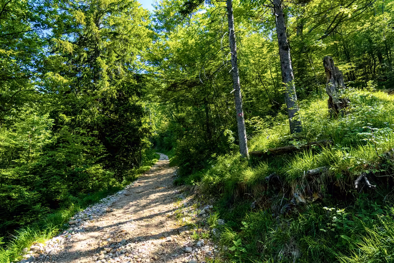 The path.