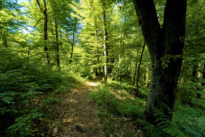 The path.