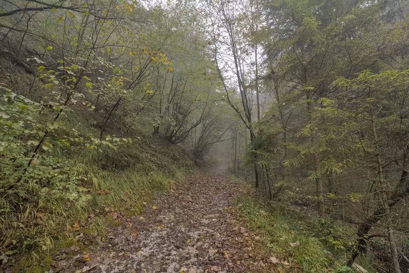 The path.