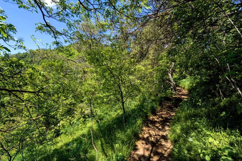 The path.