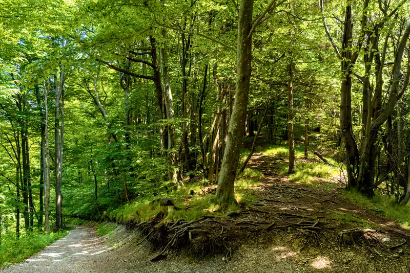 The path.