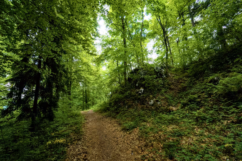 The path.