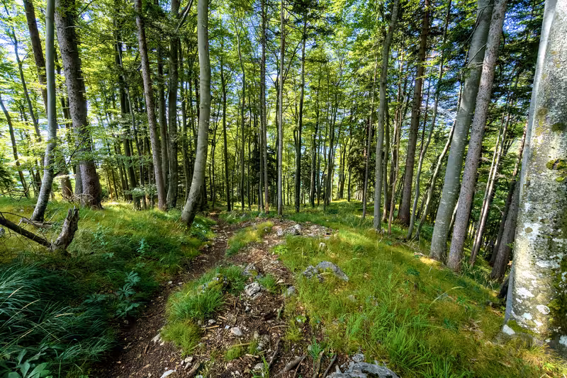 The path.
