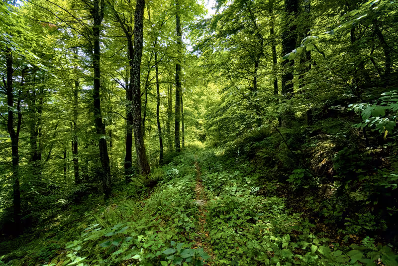 The overgrown path.