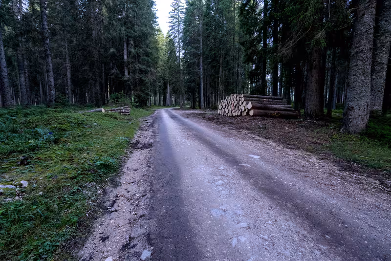 De onverharde weg door het Pokljuka bos.