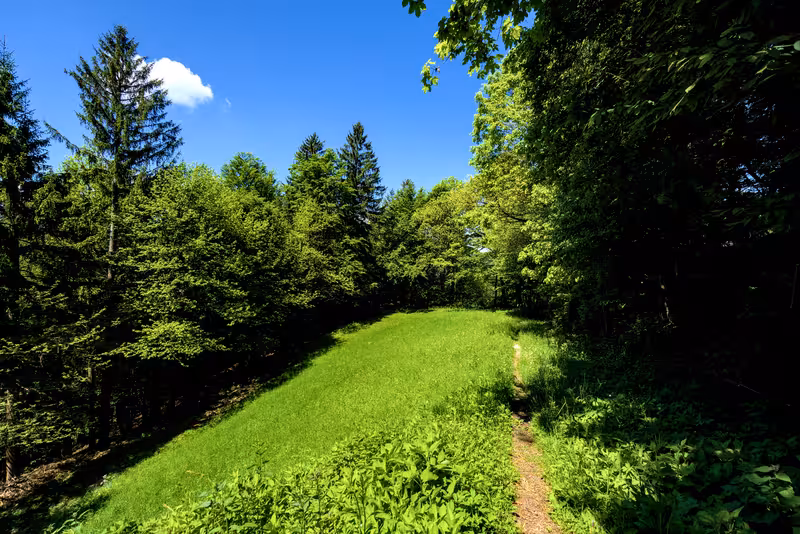 The path.