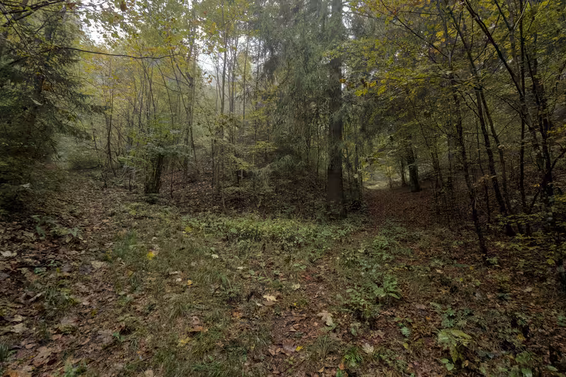 The path.