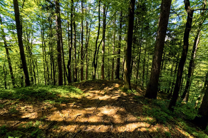 The path.