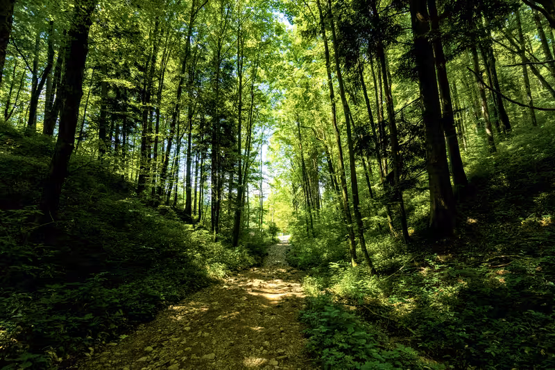The path.