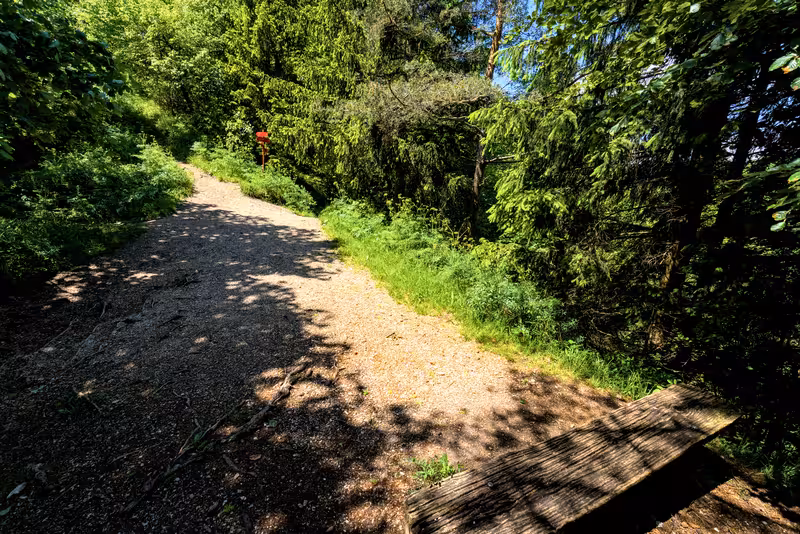 The path.