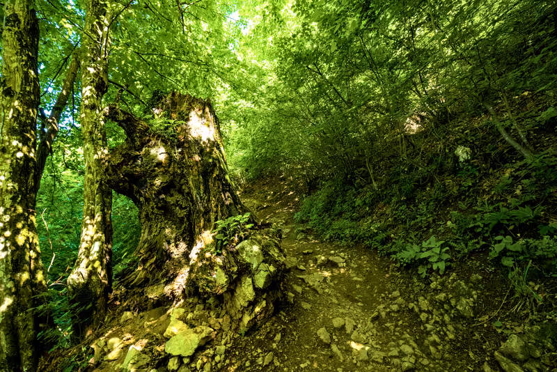 The path.