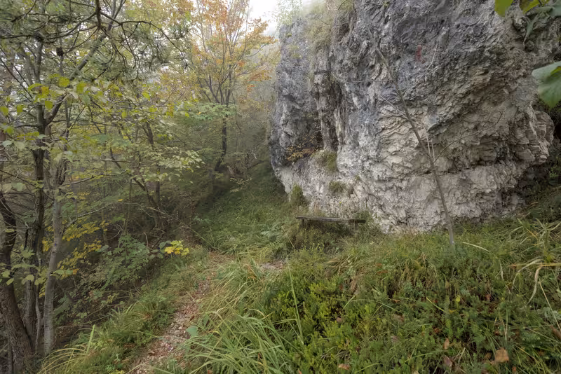 The forest trail.
