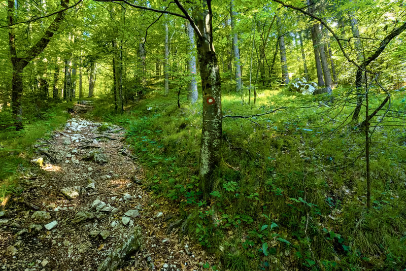 The path.