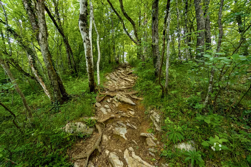 The path.