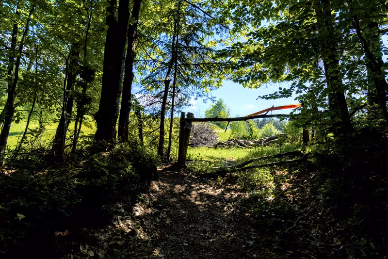 The path through the forest leading to an open field.