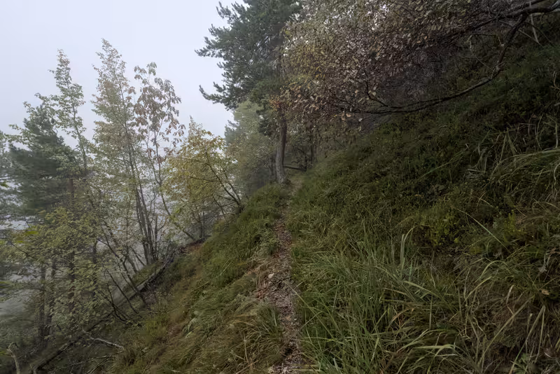 The forest trail.
