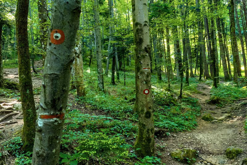 The path.