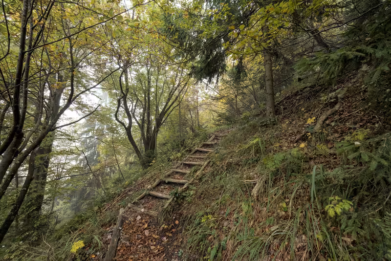 The path.