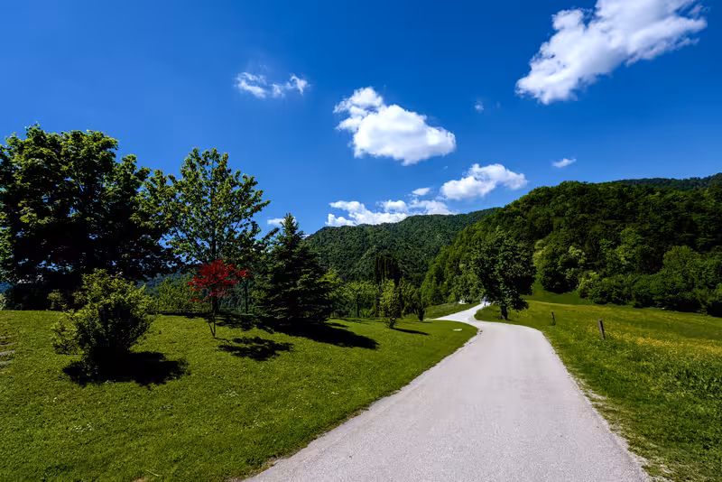 The path.