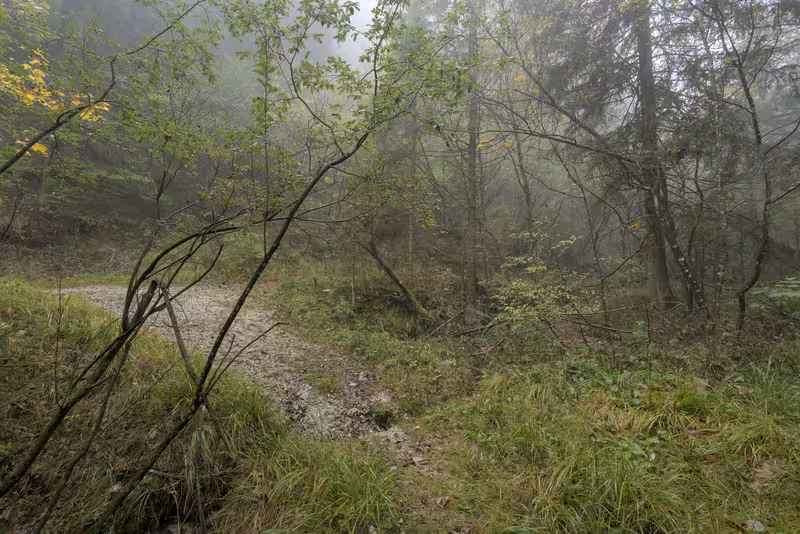 The forest trail joins the broader path.