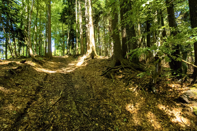 The path.