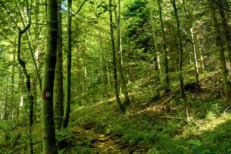 The path.