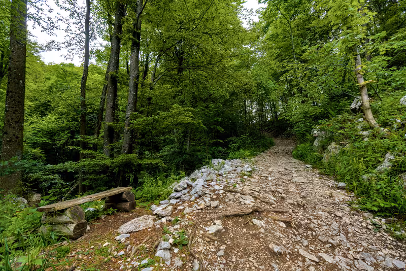 The path.