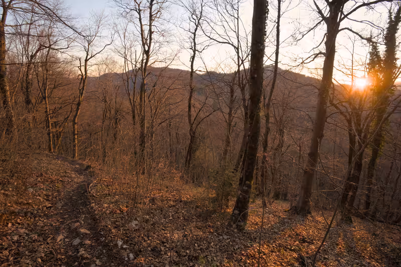 The sun setting through the forest.