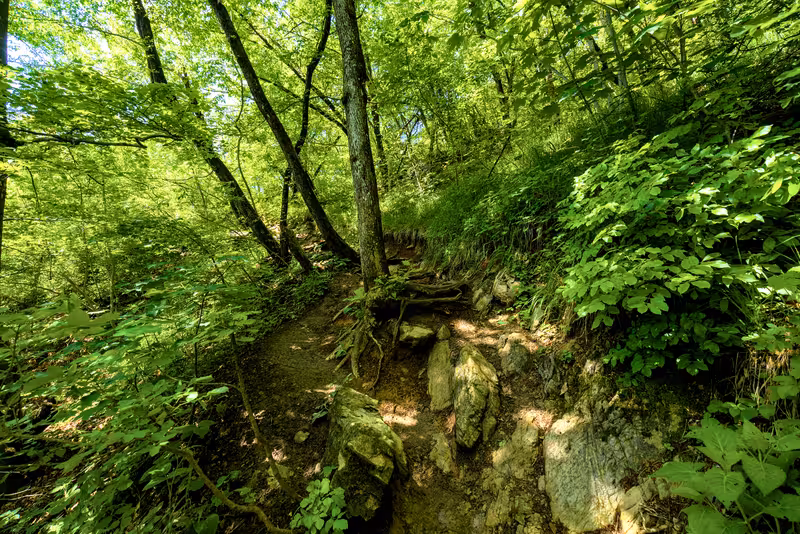 The path.