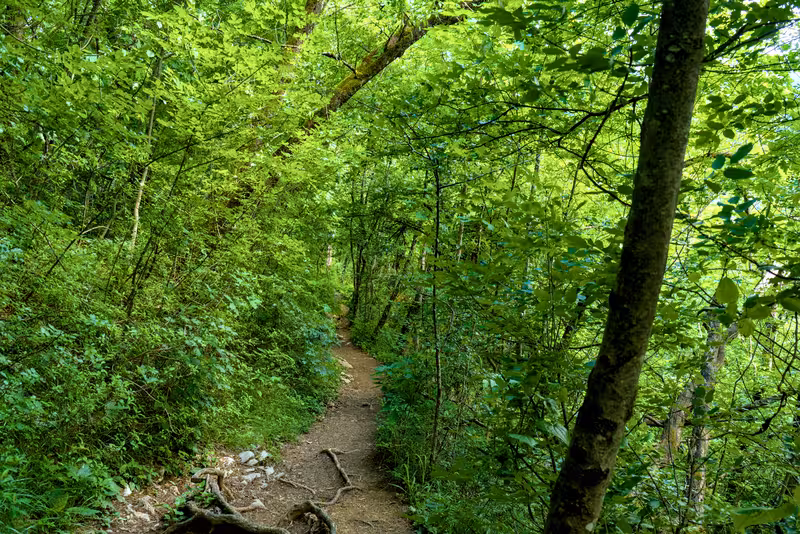 The path.