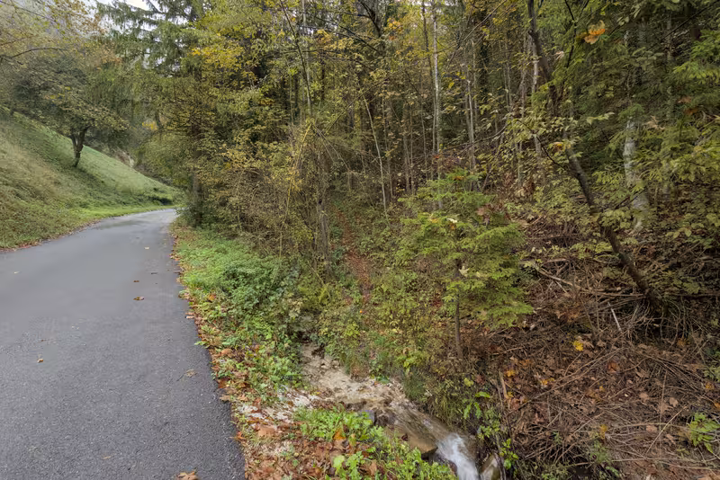The road, the stream, and the forest trail.