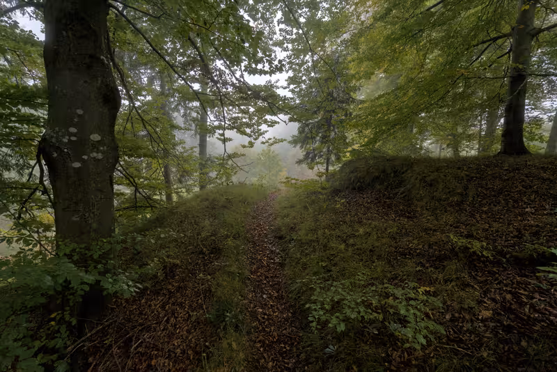 The path.