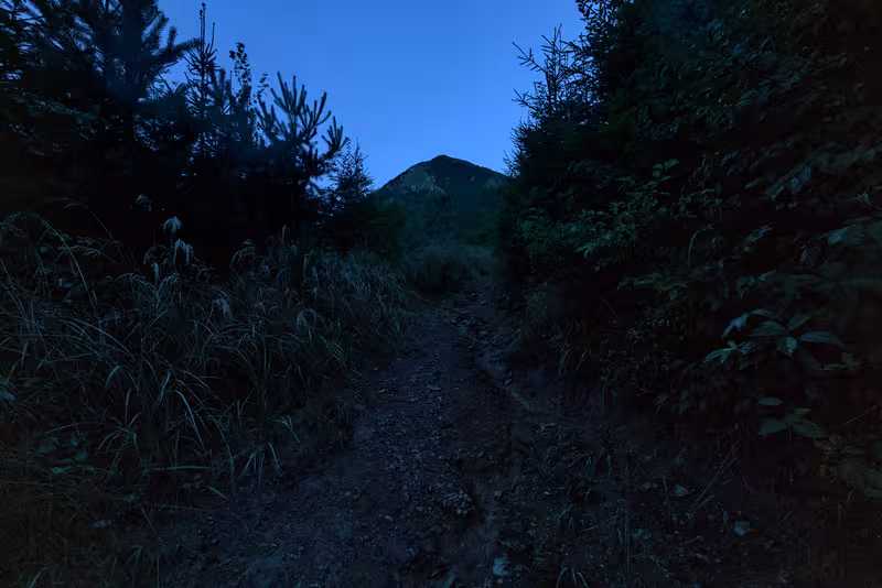 The path.
