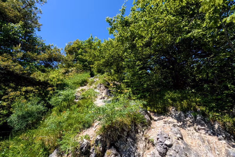 The path.