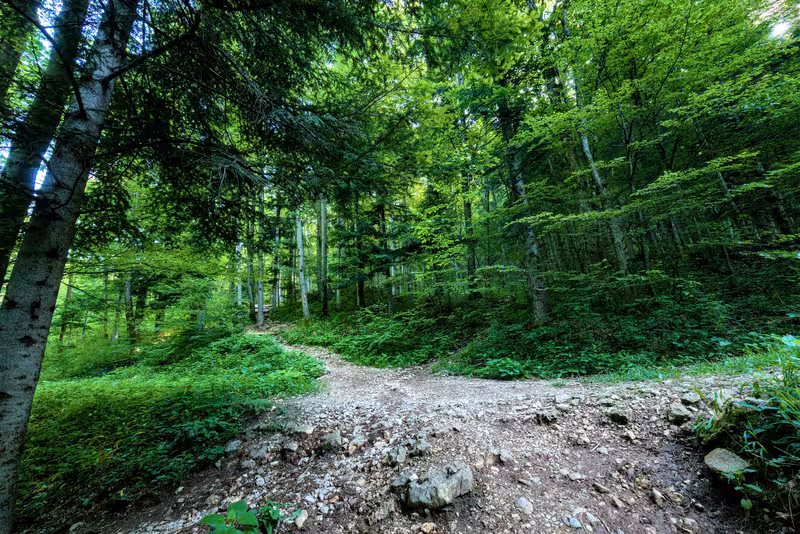 The path.