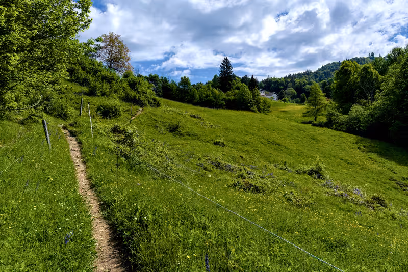 The path.