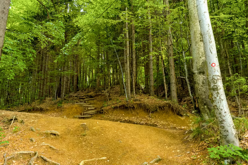 The path.