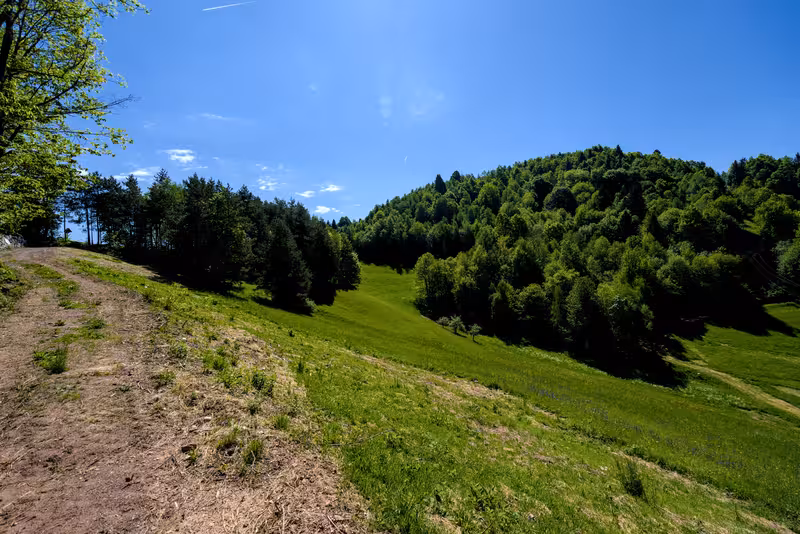 The path.