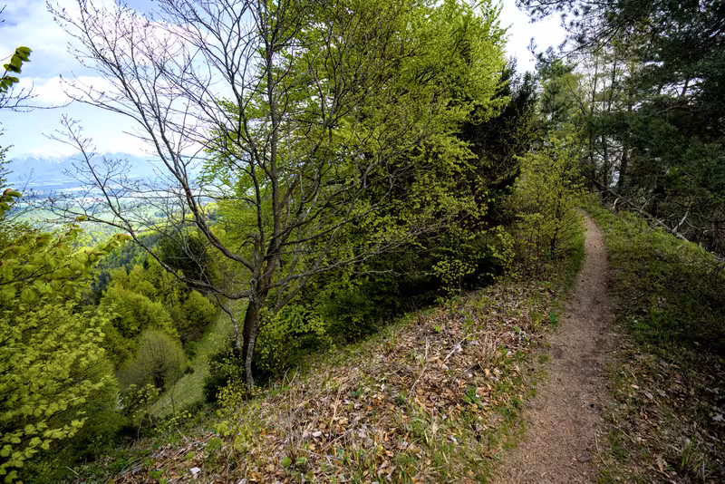 The path.