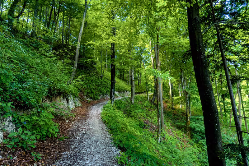 The path.