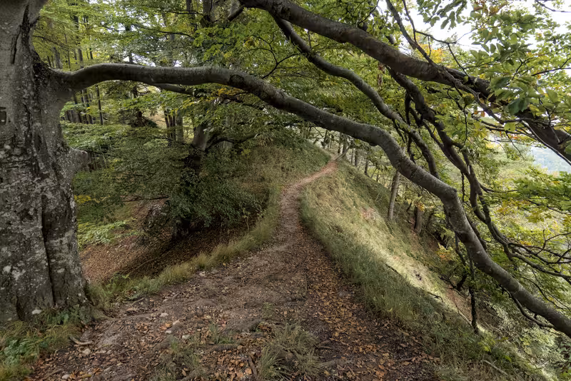The path.