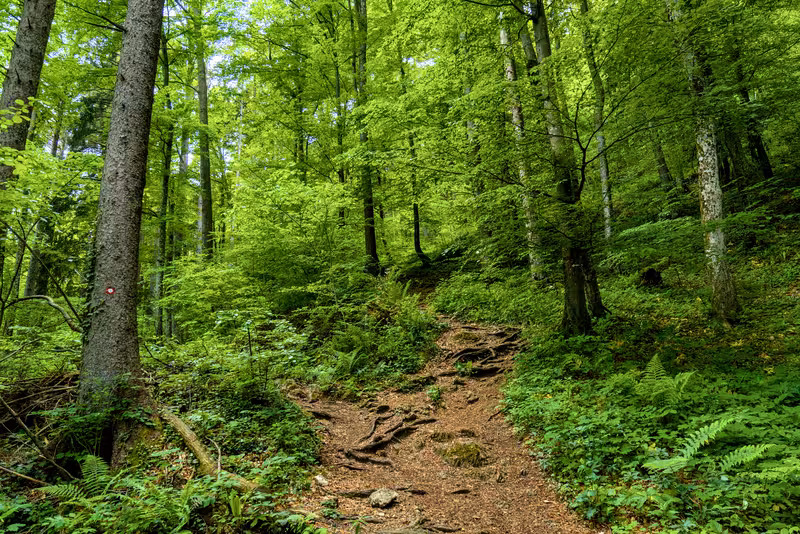 The path.