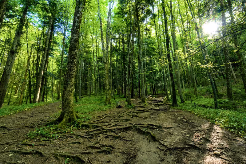 The path.