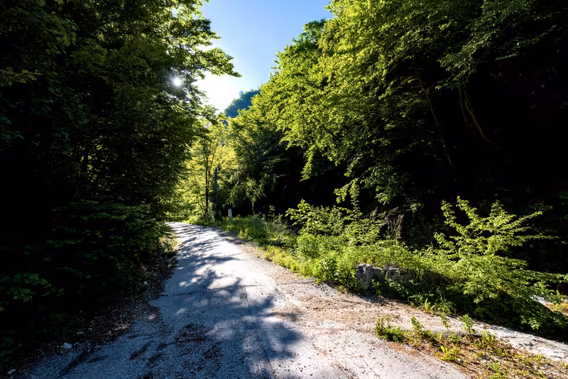 The path.