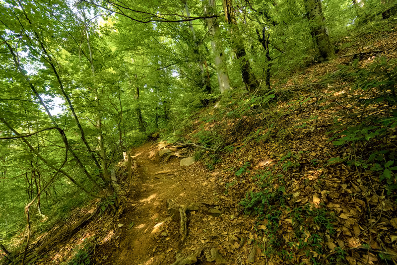The path.