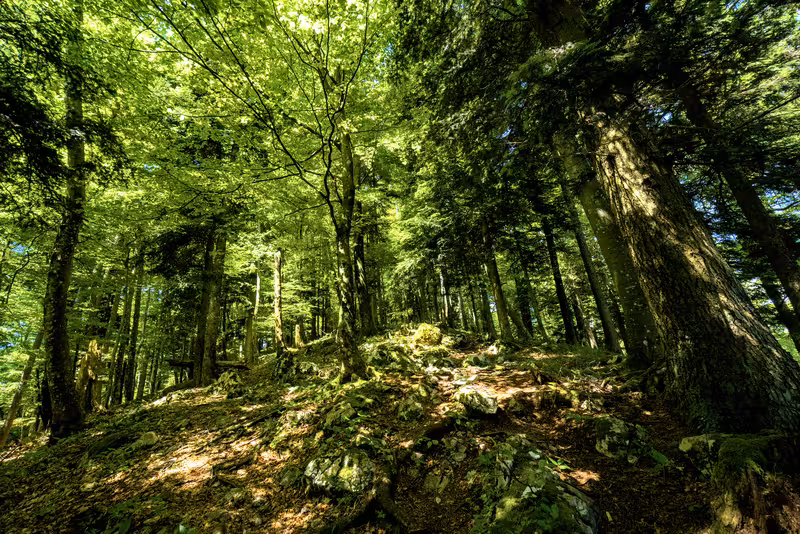 The path.