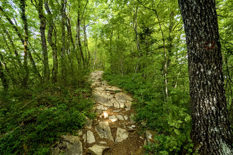 The path.